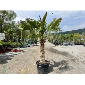 Palma konopná (Trachycarpus fortunei)  - výška kmeňa 90-100 cm, celková výška 170-190 cm, kont. C50L (-17°C) 